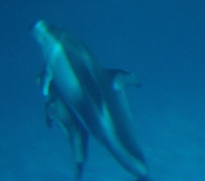 baby dolphin at shedd aquarium