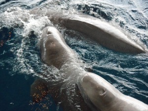 Beluga's at Shedd Aquarium