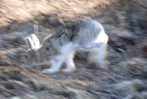 Snowshoe Hare in Denali National Park