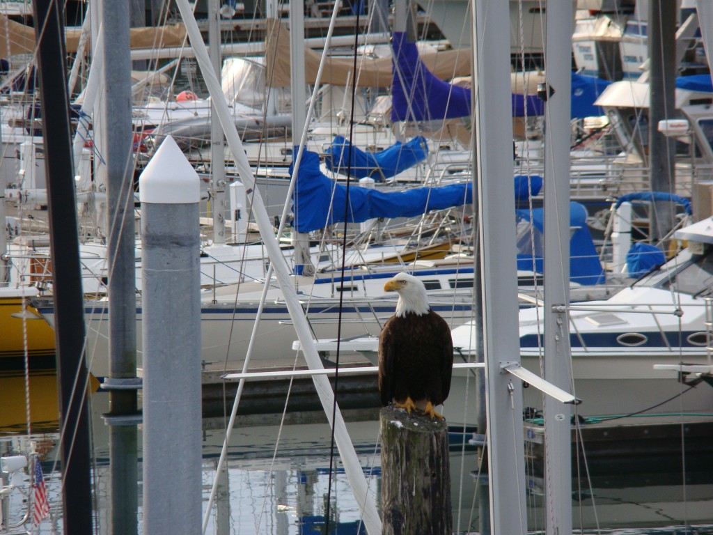 eagle observing at the holiday inn express seward