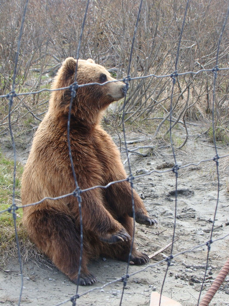 brown bear at Alaska Wildlife Conservation Center