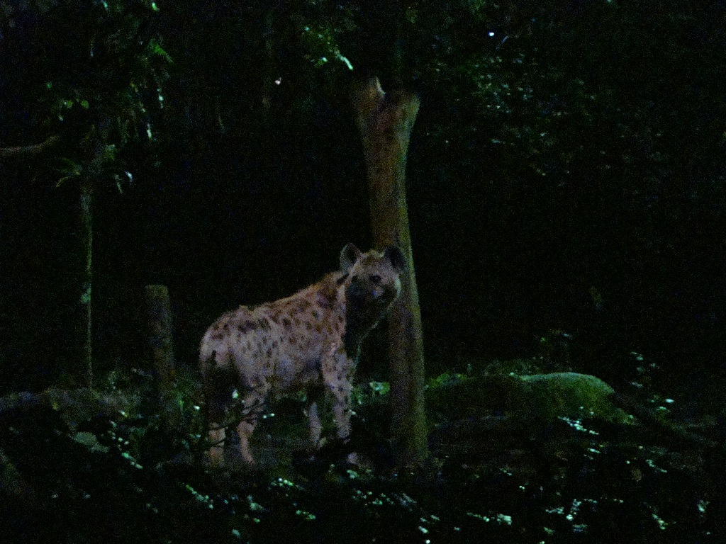 Singapore Night Safari Hyena