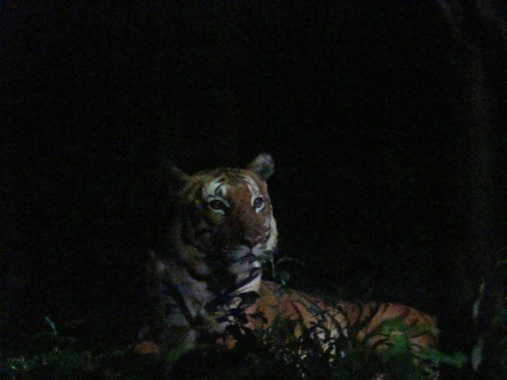 Singapore Night Safari Tiger